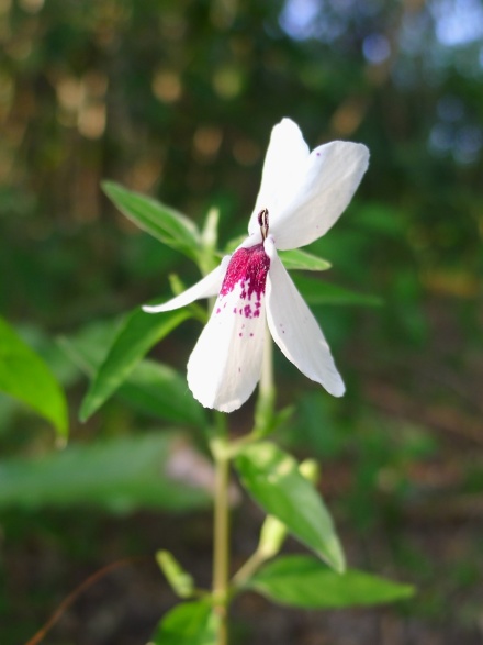 Limang-Sugat Pseuderanthemum bicolor