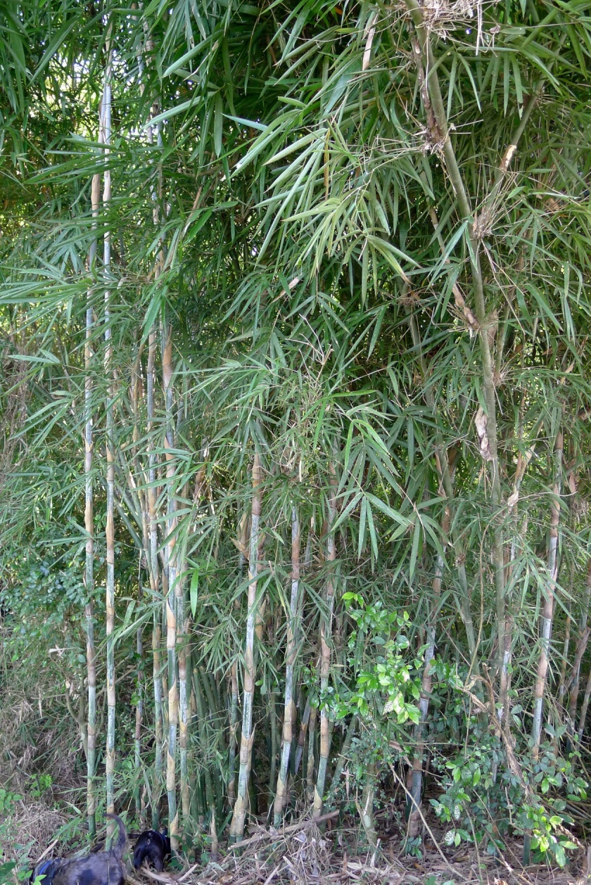small stand of bamboo