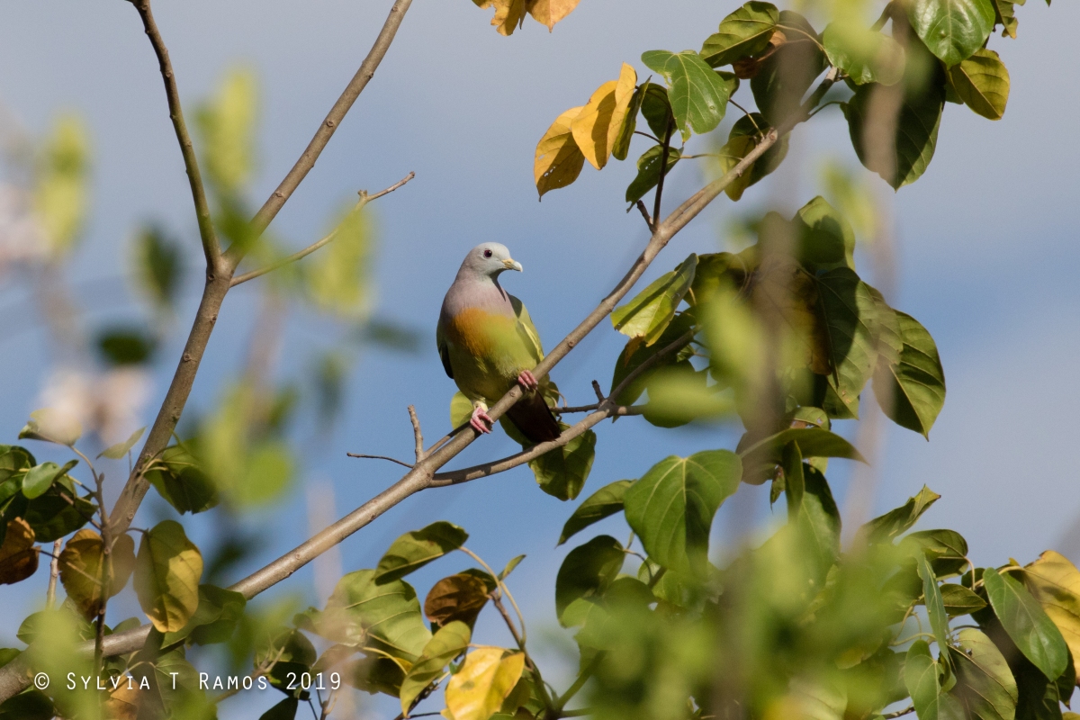 Pink-Necked Green Pigeons