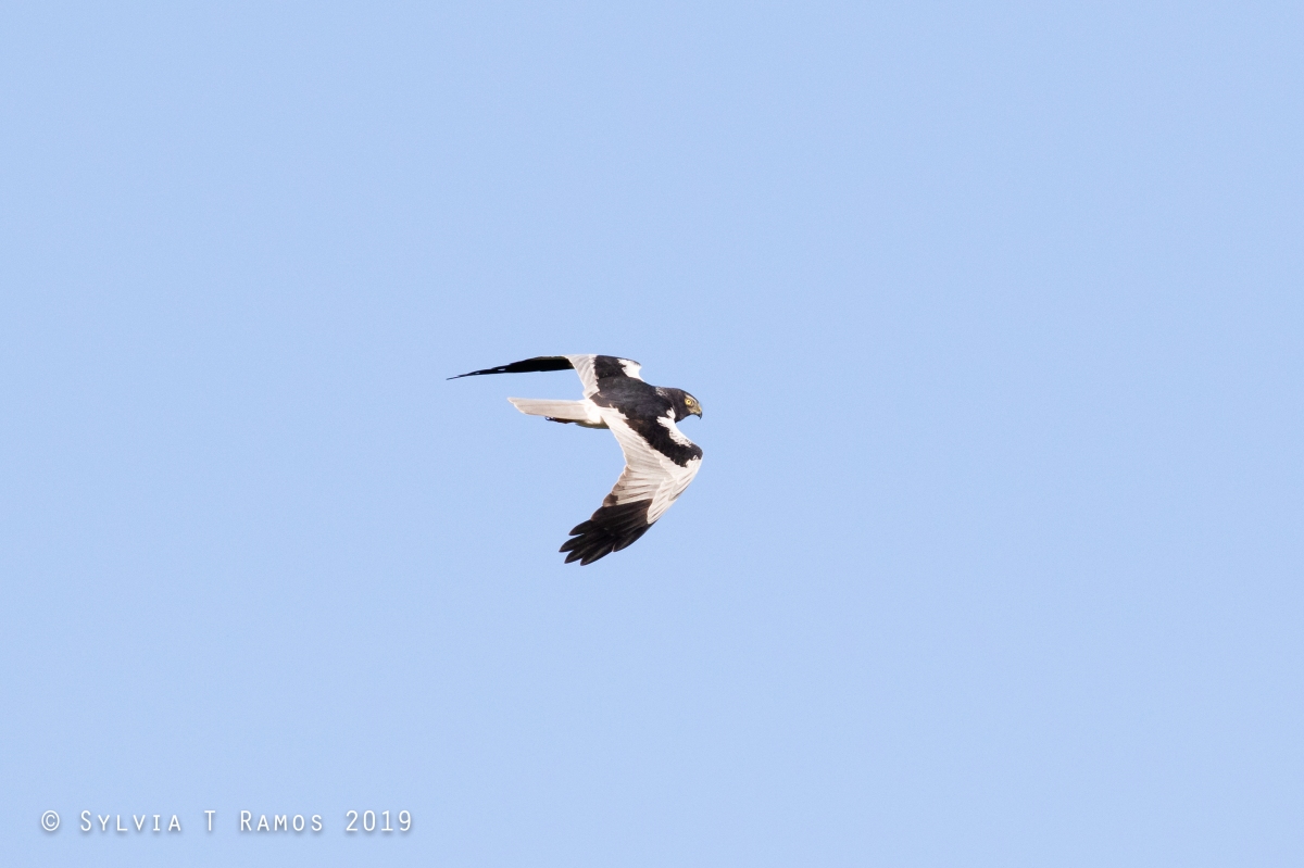 The Return of the Pied Harriers